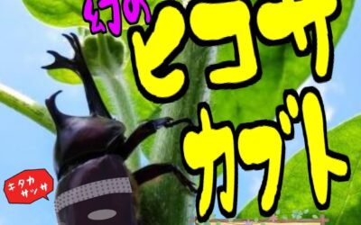 【図書館de昆虫採集】さがせ！幻のヒコサカブト