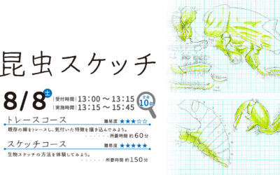 昆虫スケッチin 秋田県立博物館