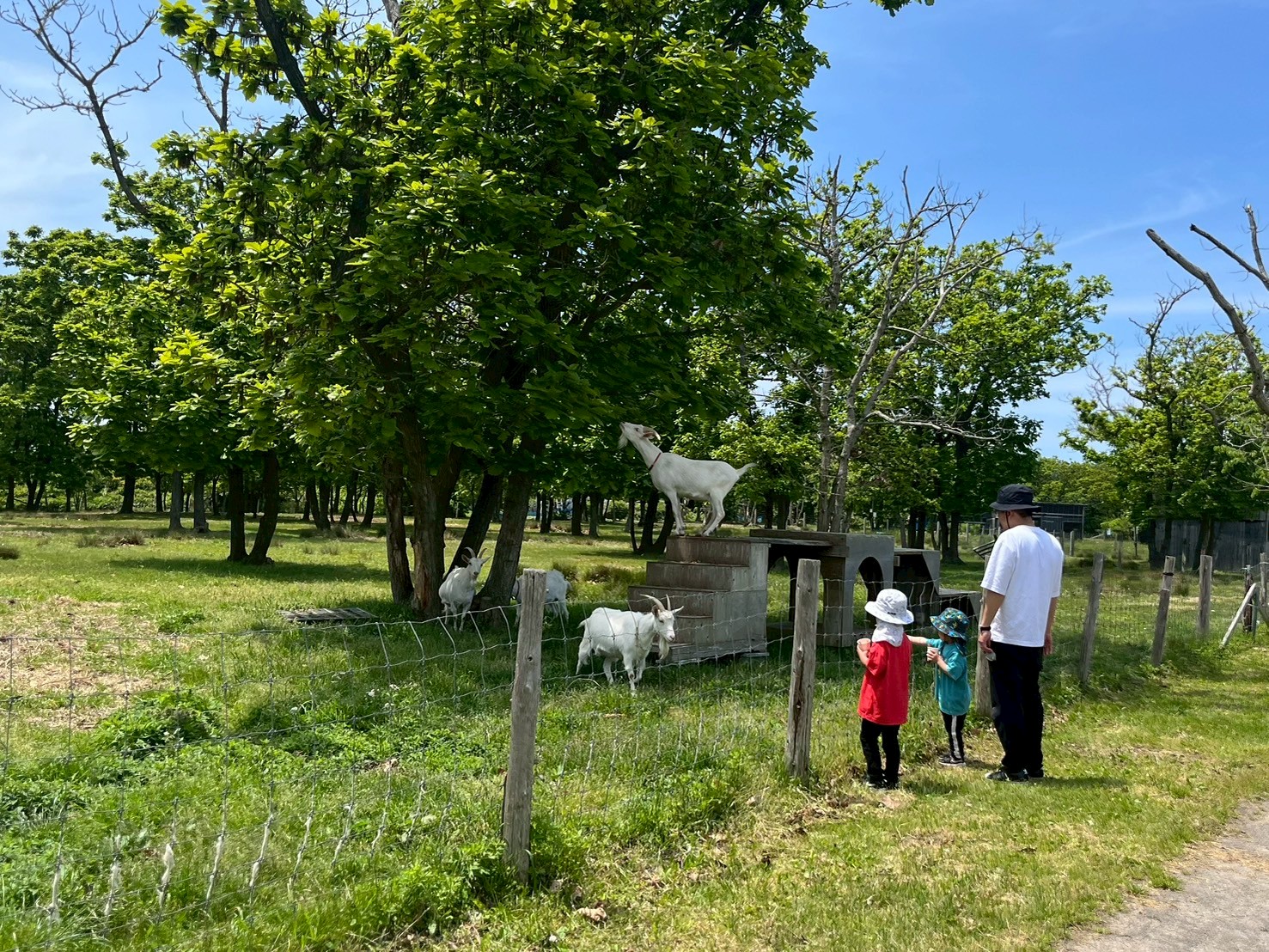 どんぐり農場①