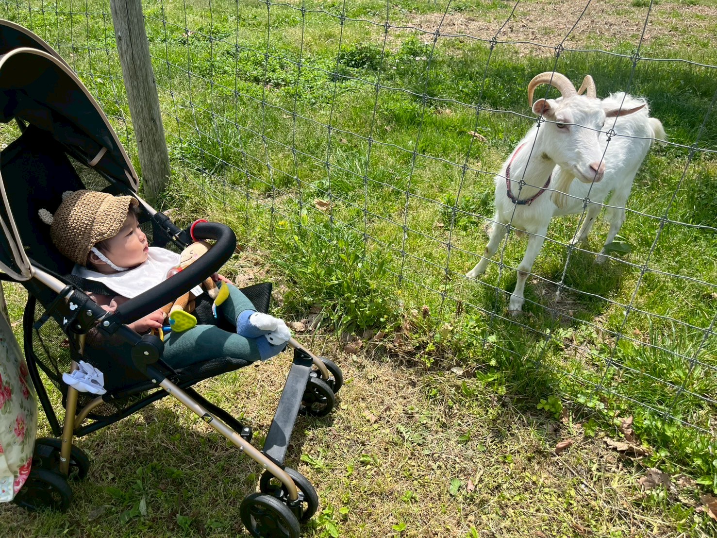どんぐり農場③
