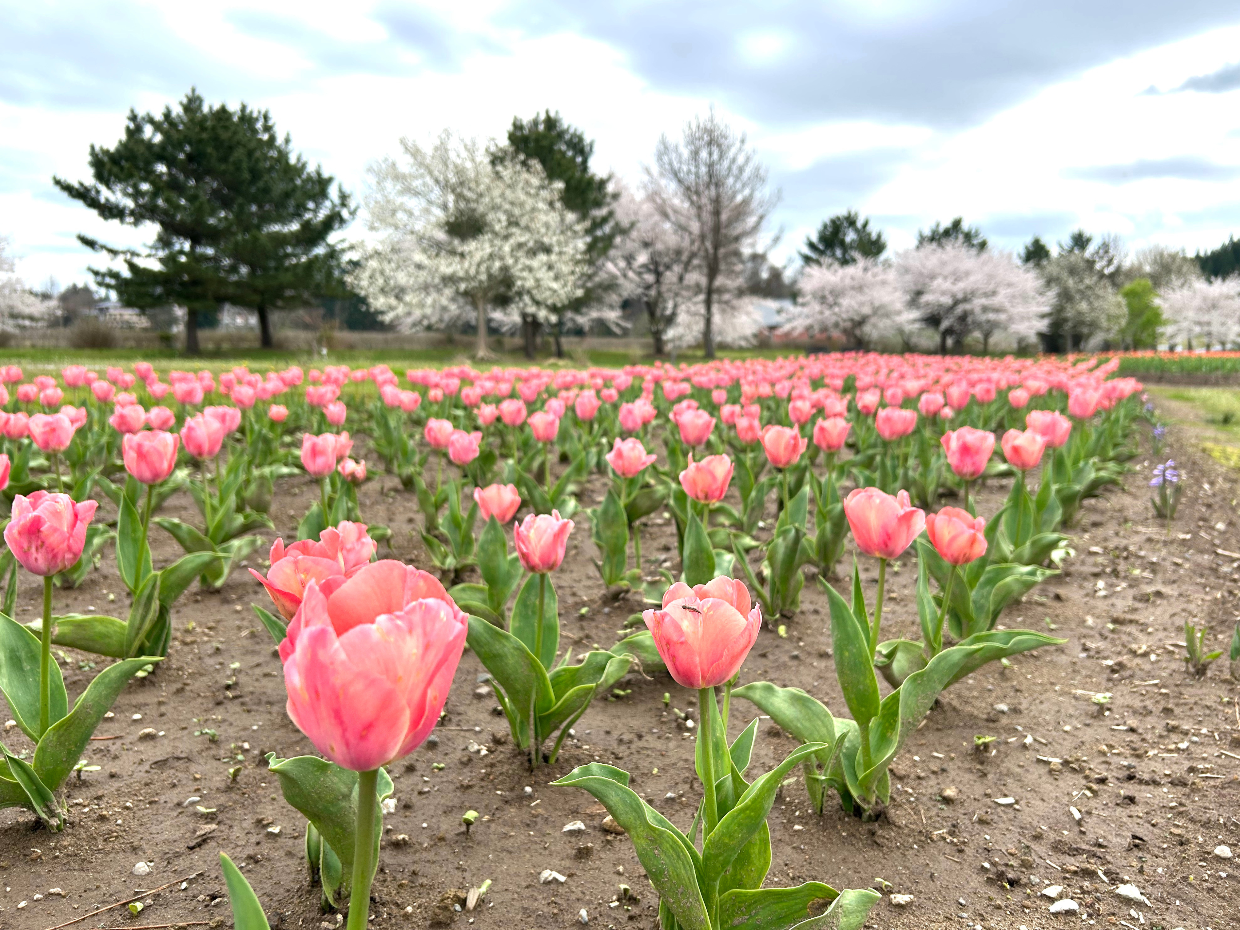 ブルーメッセ①